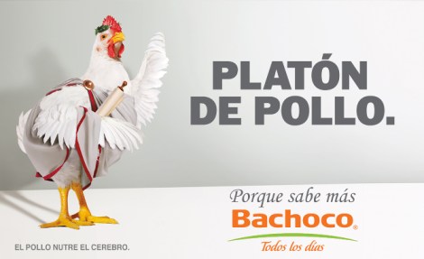 pollo platon montado