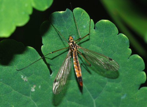 mosquiti