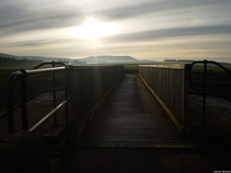 Quisiera ser - Amelia Modrak.JPG