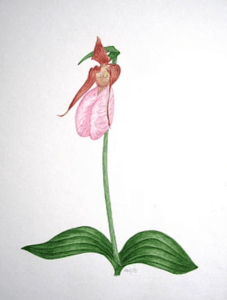 Captura de pantalla 2018-07-09 a la(s) 1.57.22 p.m.