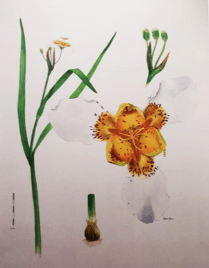 Captura de pantalla 2018-07-09 a la(s) 5.44.01 p.m.